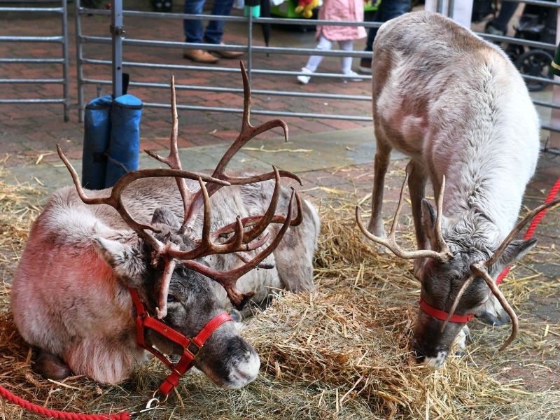 Meet Live Reindeer this Festive Season 6th & 7th December Meet Live Reindeer this Festive Season 6th & 7th December