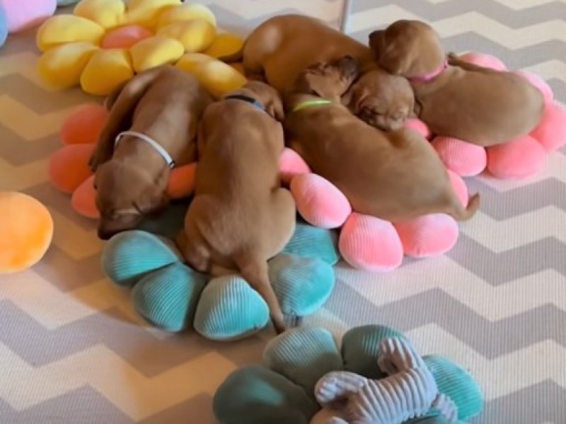 Puppies at Caldero