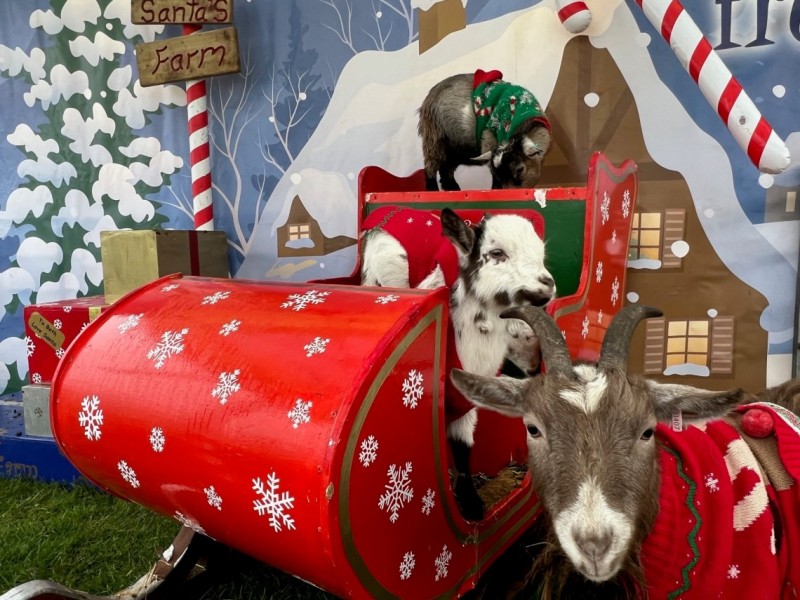 Festive Farm Comes to Marshall's Yard 5th & 6th December