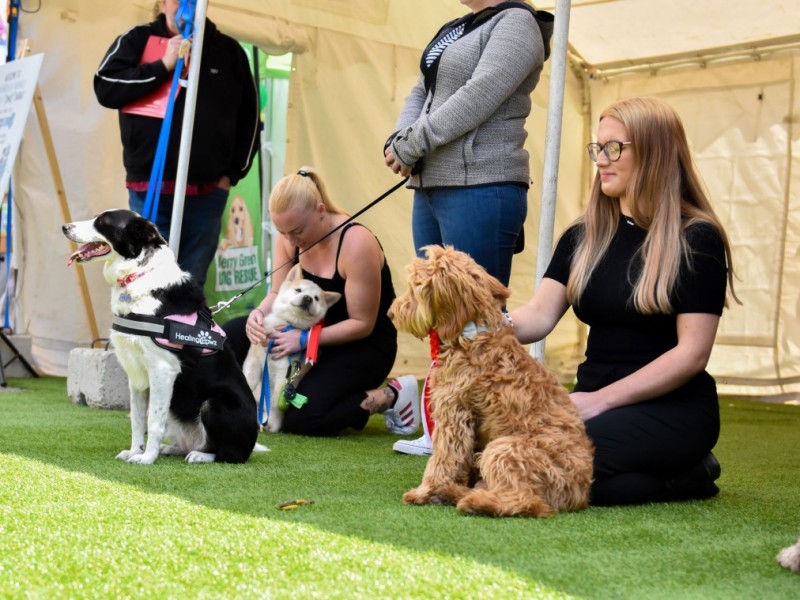 Popular ‘Barket’ Dog Market due to be hosted at Marshall’s Yard with Crufts-style competition